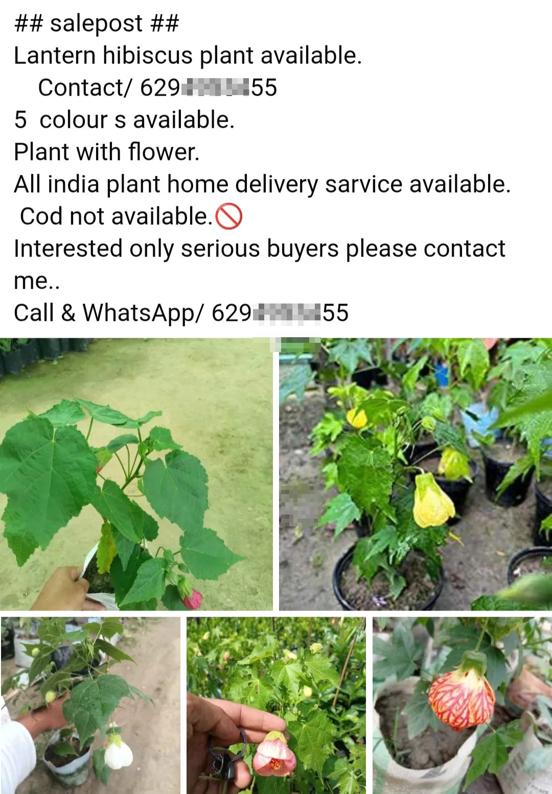 Fraud Plant Seller 