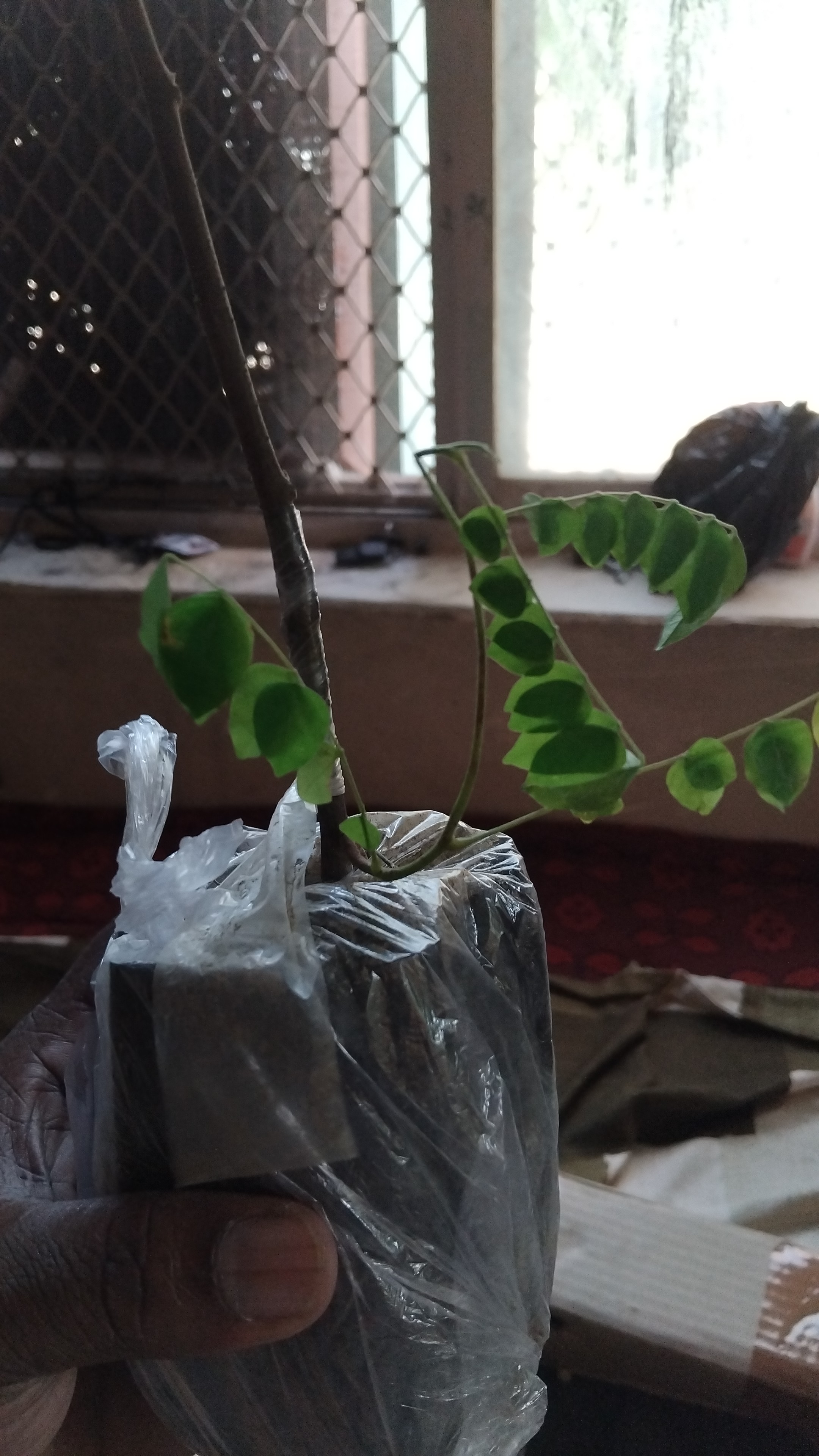 New scam in the name of plants - image 2