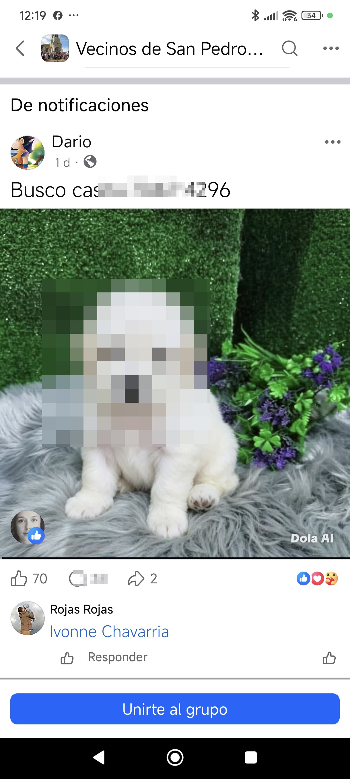 dog adoption scam - image 2