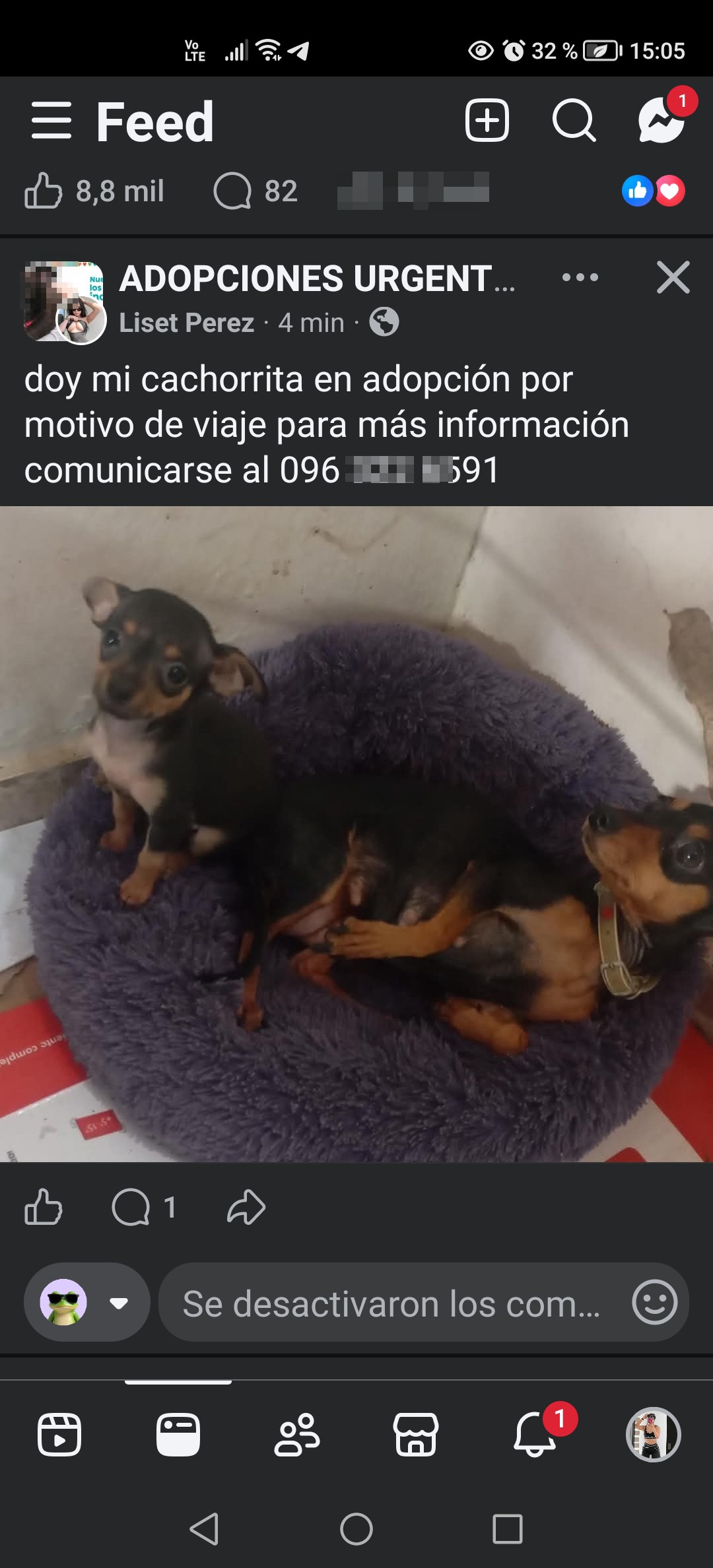 Pet scams - image 4