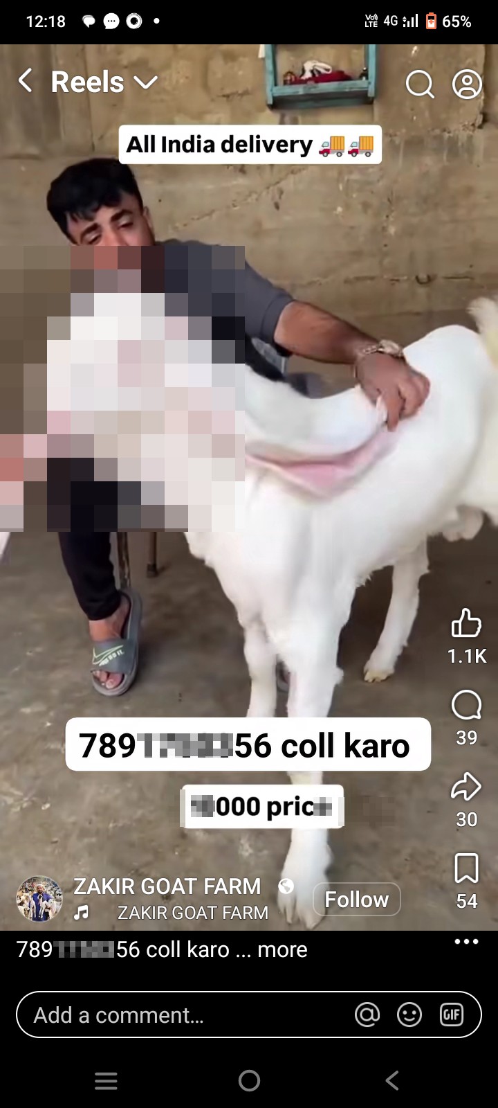 online goat purchase  - image 3