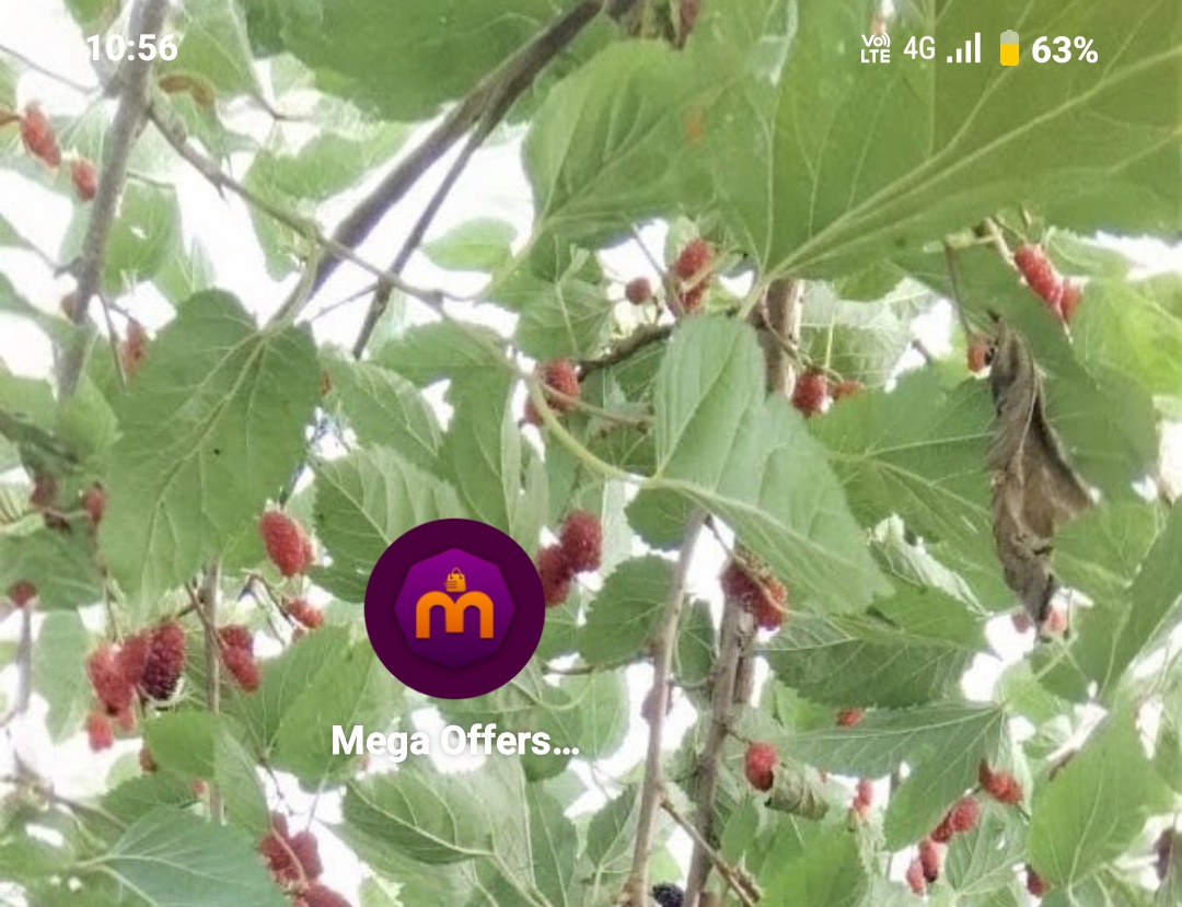 scam meesho app duplicate app - image 4