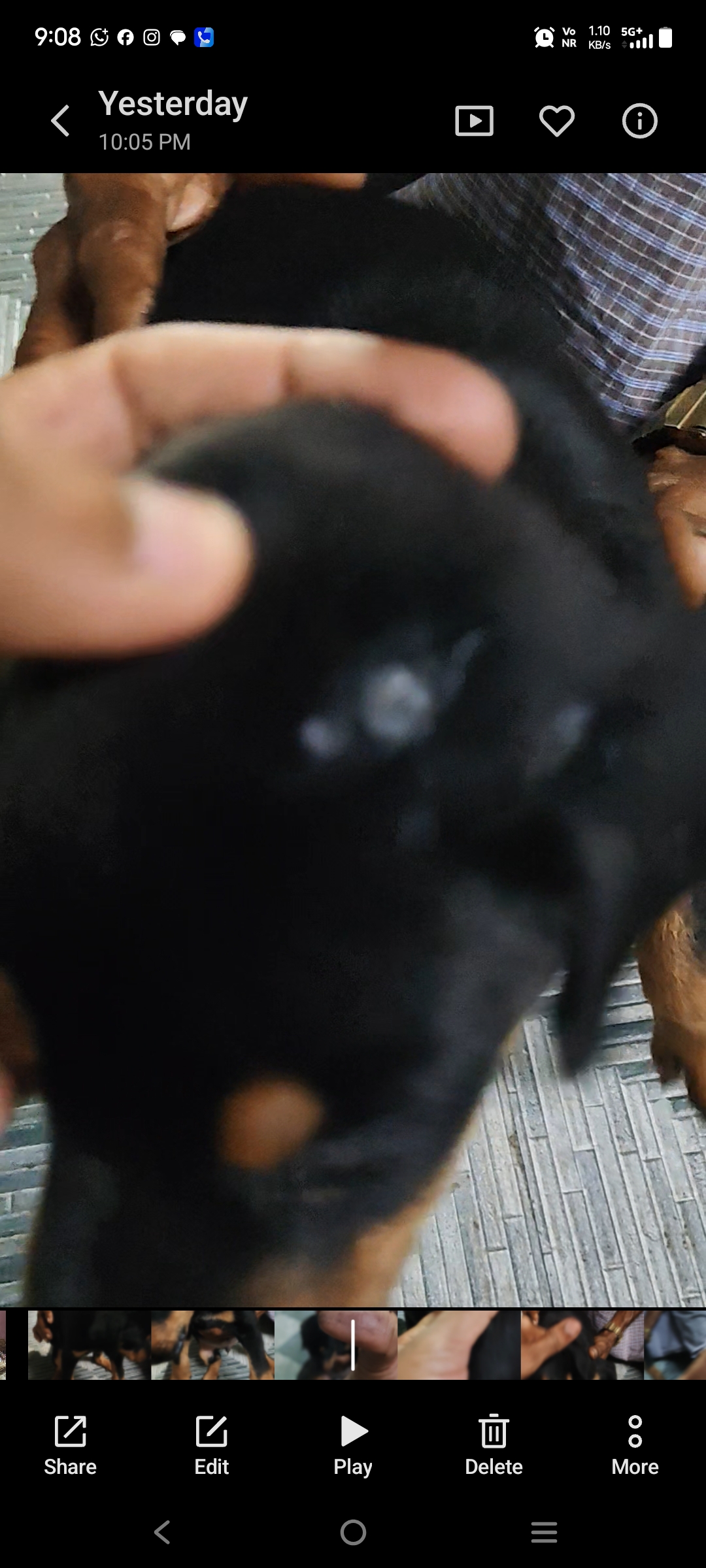 dog cheat 