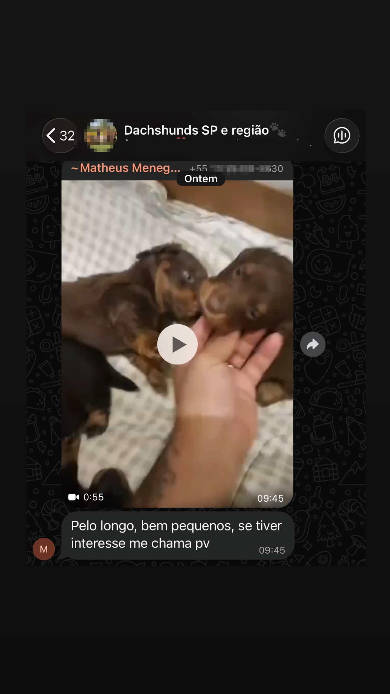[PHONE] Dachshund sale